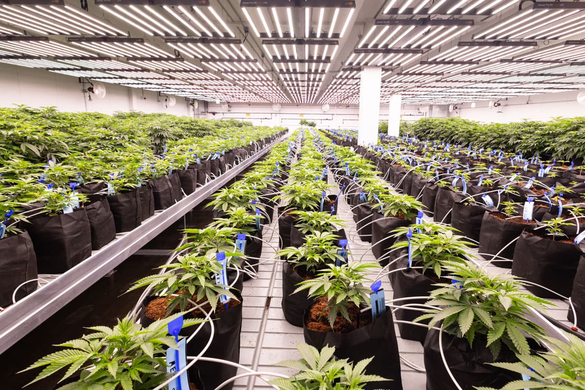 High Grass Farms indoor cannabis cultivation room with rows of plants under grow lights