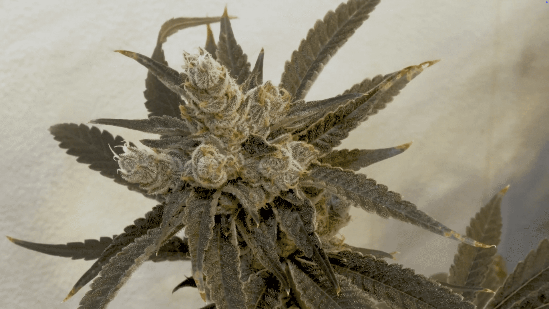 Blending Science with Experience for Premium Cannabis