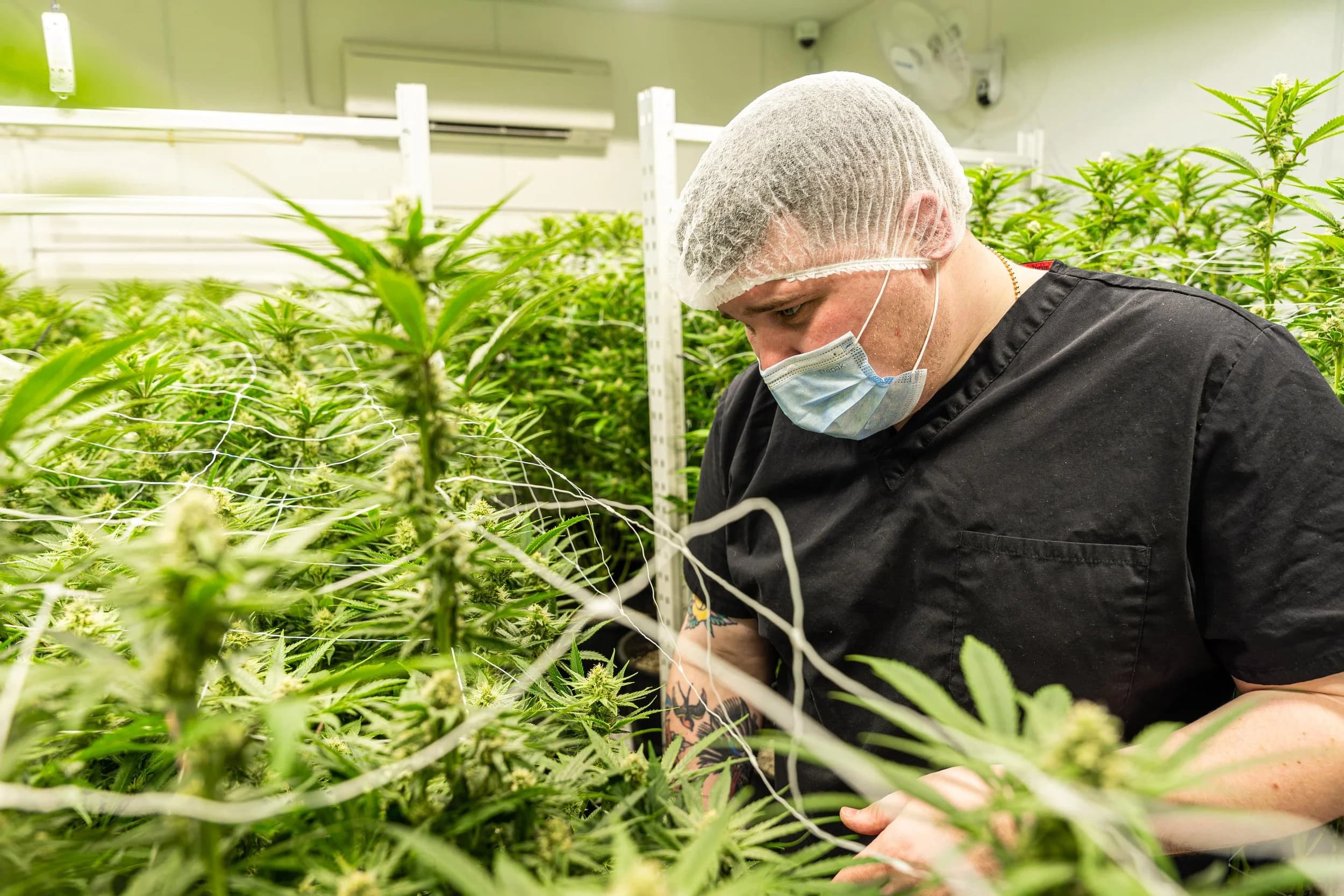 ev family farms cannabis in New Jersey