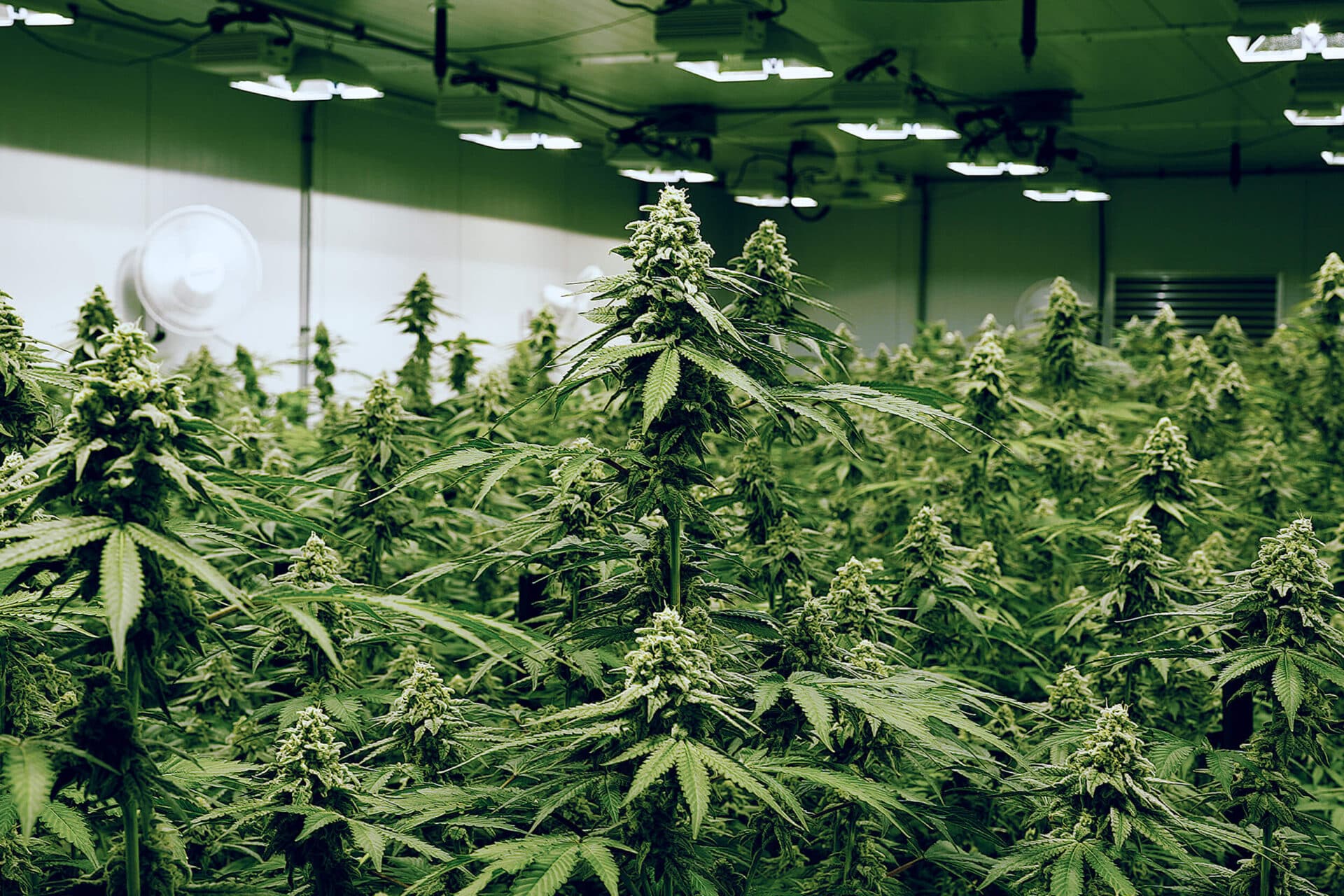 brighterside cannabis flower with dense, frosty buds