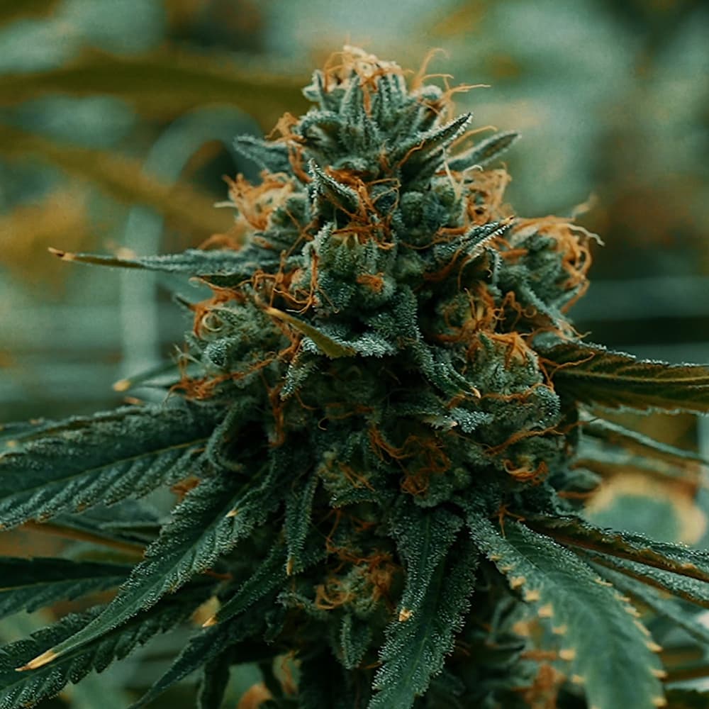 brighterside sativa cannabis flower for daytime use