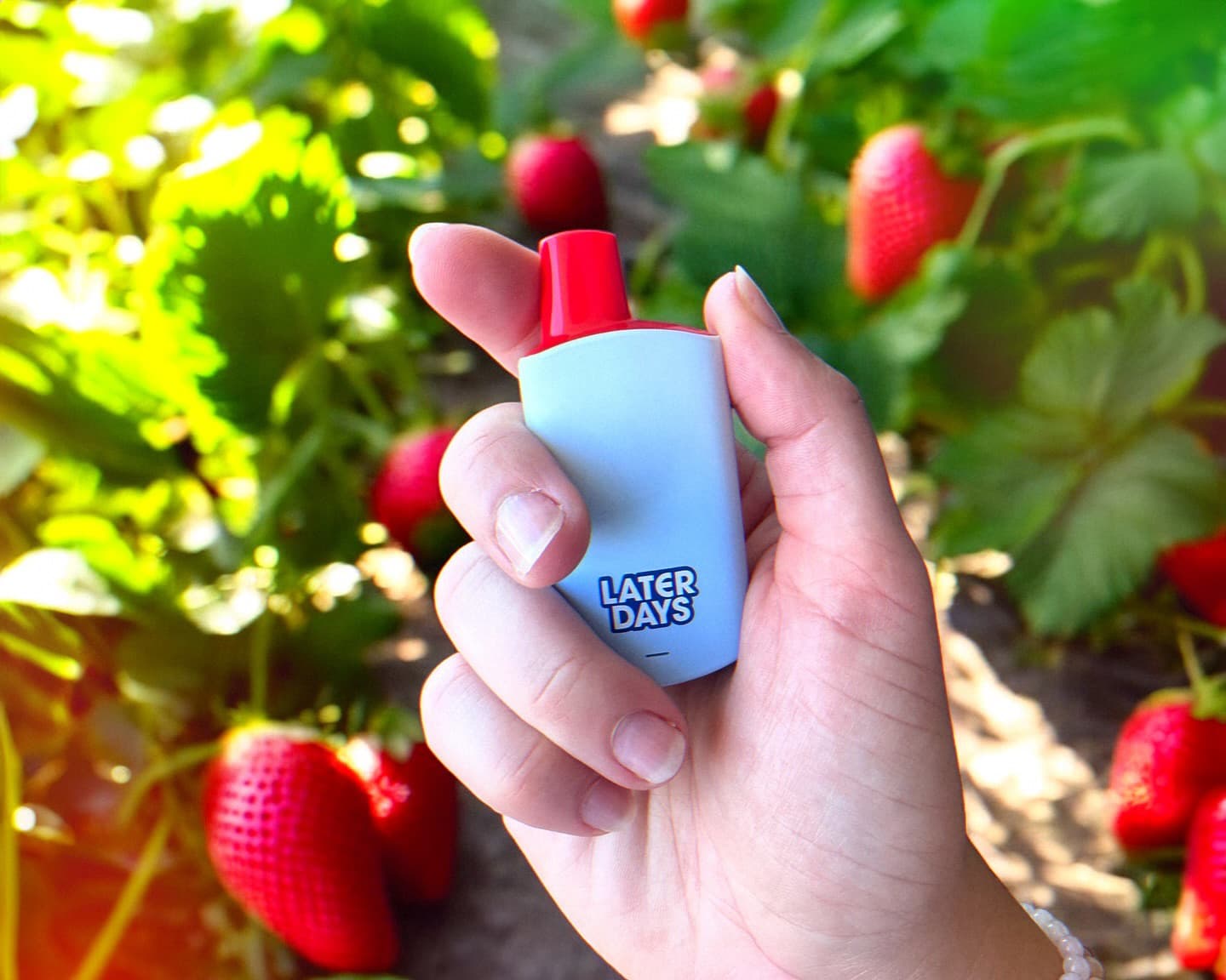 holding a Later Days strawberry vape pen in a fresh strawberry garden in New Jersey