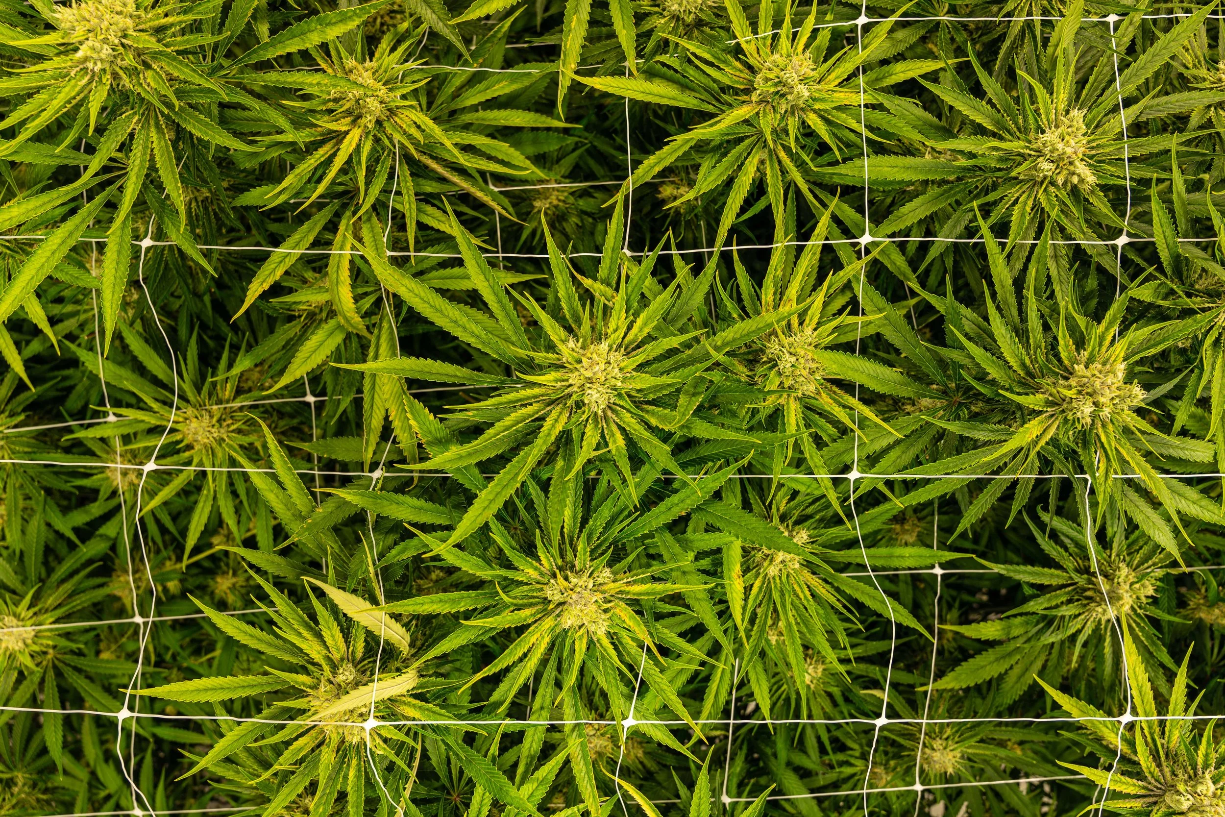 EV Family Farms imagery